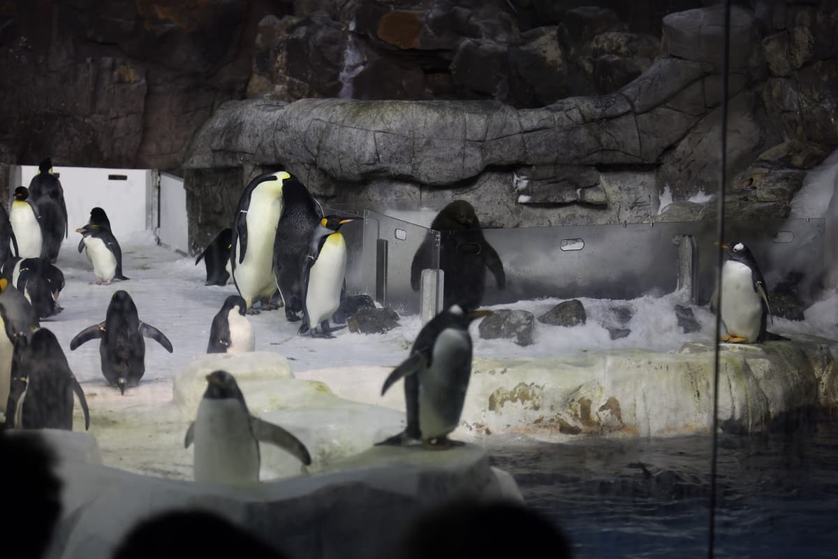 Penguin Encounter