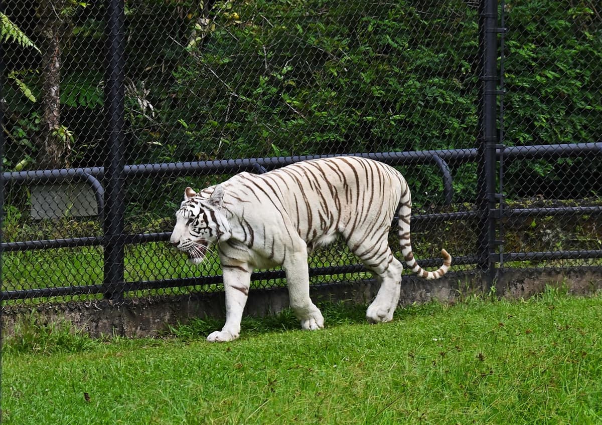 Panaewa Rainforest Zoo and Gardens — photo 1 of 1