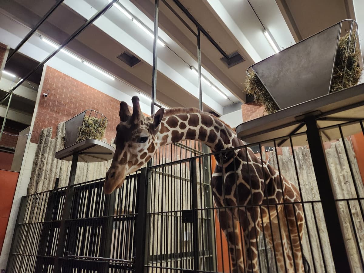 Denver Zoo Lights — photo 1 of 1