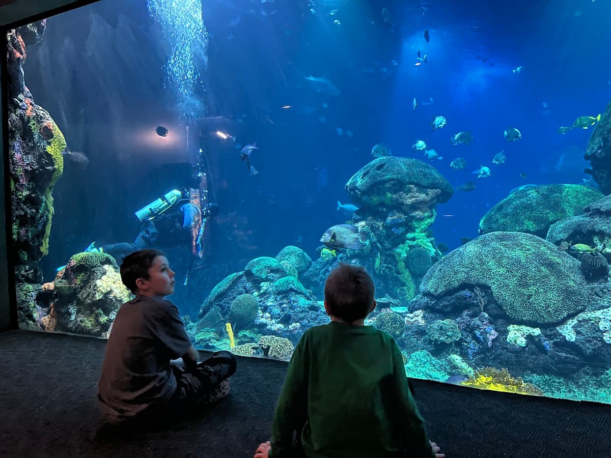 Tennessee Aquarium — photo 1 of 1