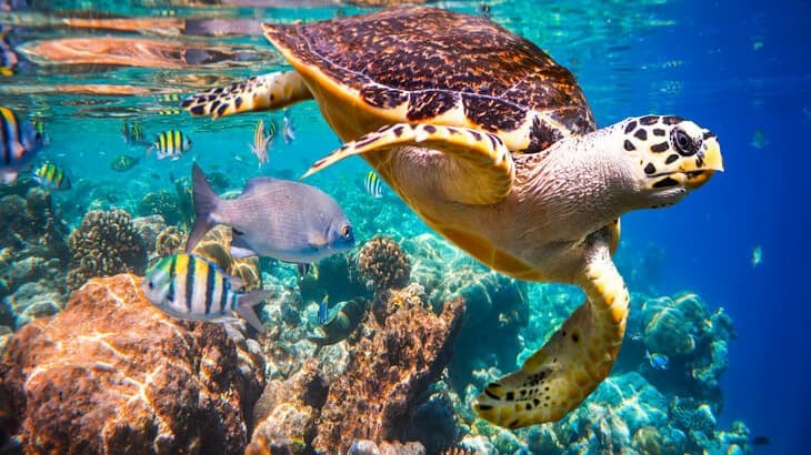 Cabo Day Trips - Things to do in Cabo San Lucas and San Jose del Cabo