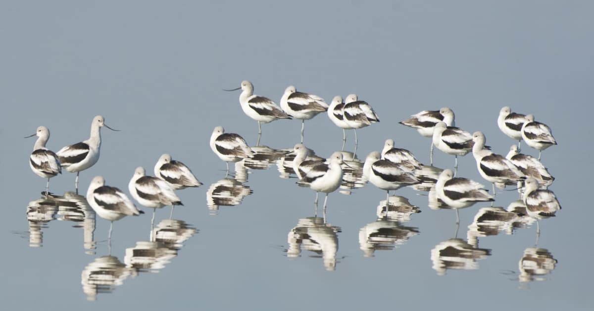 Pea Island National Wildlife Refuge