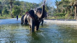 Bangkok Ethical Elephant Tour (Living Green Elephant Sanctuary)