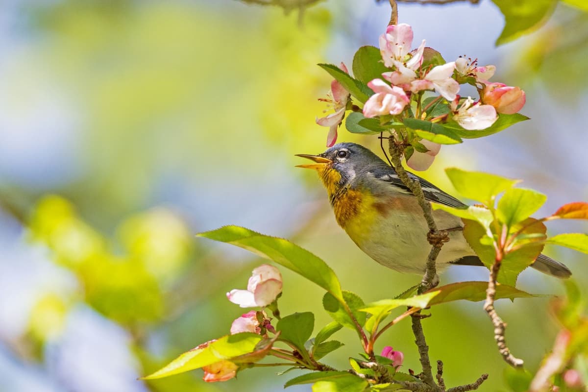 Mass Audubon's Broad Meadow Brook Conservation Center and Wildlife Sanctuary