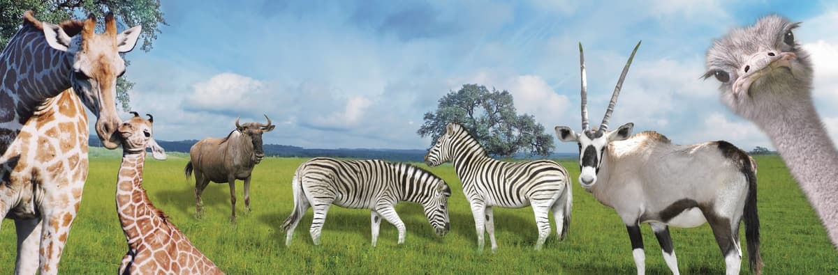 Natural Bridge Wildlife Ranch — photo 1 of 2