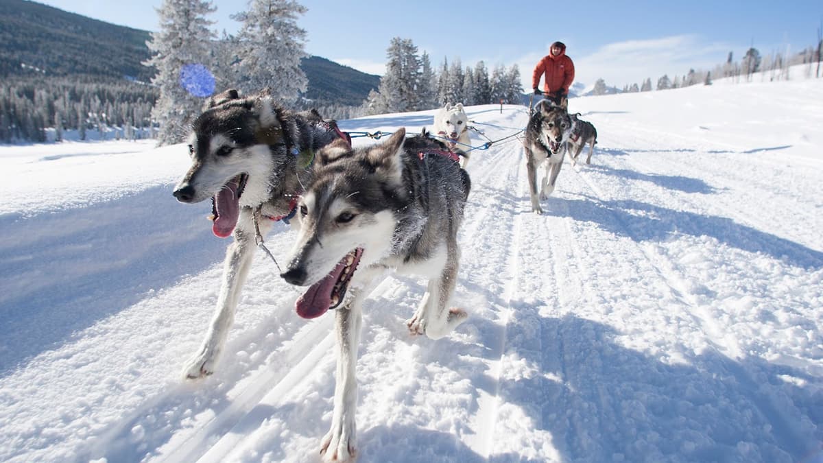 Jackson Hole Iditarod Sled Dog Tours — photo 1 of 2
