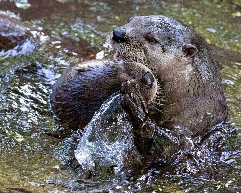 Connecticut's Beardsley Zoo