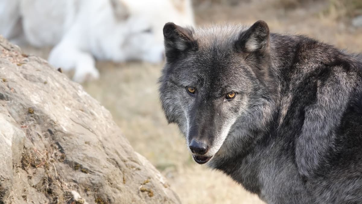 Cougar Mountain Zoo — photo 1 of 2