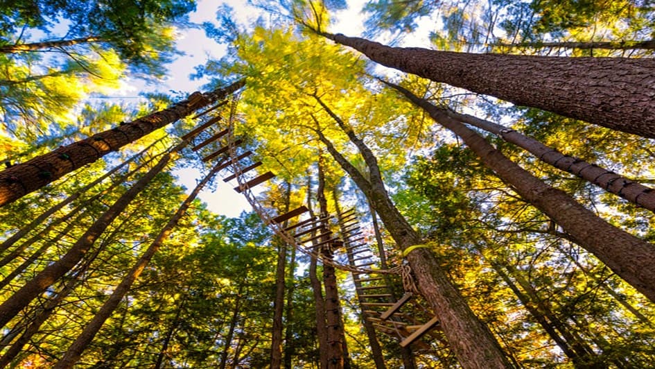 Aerial Adventure Park