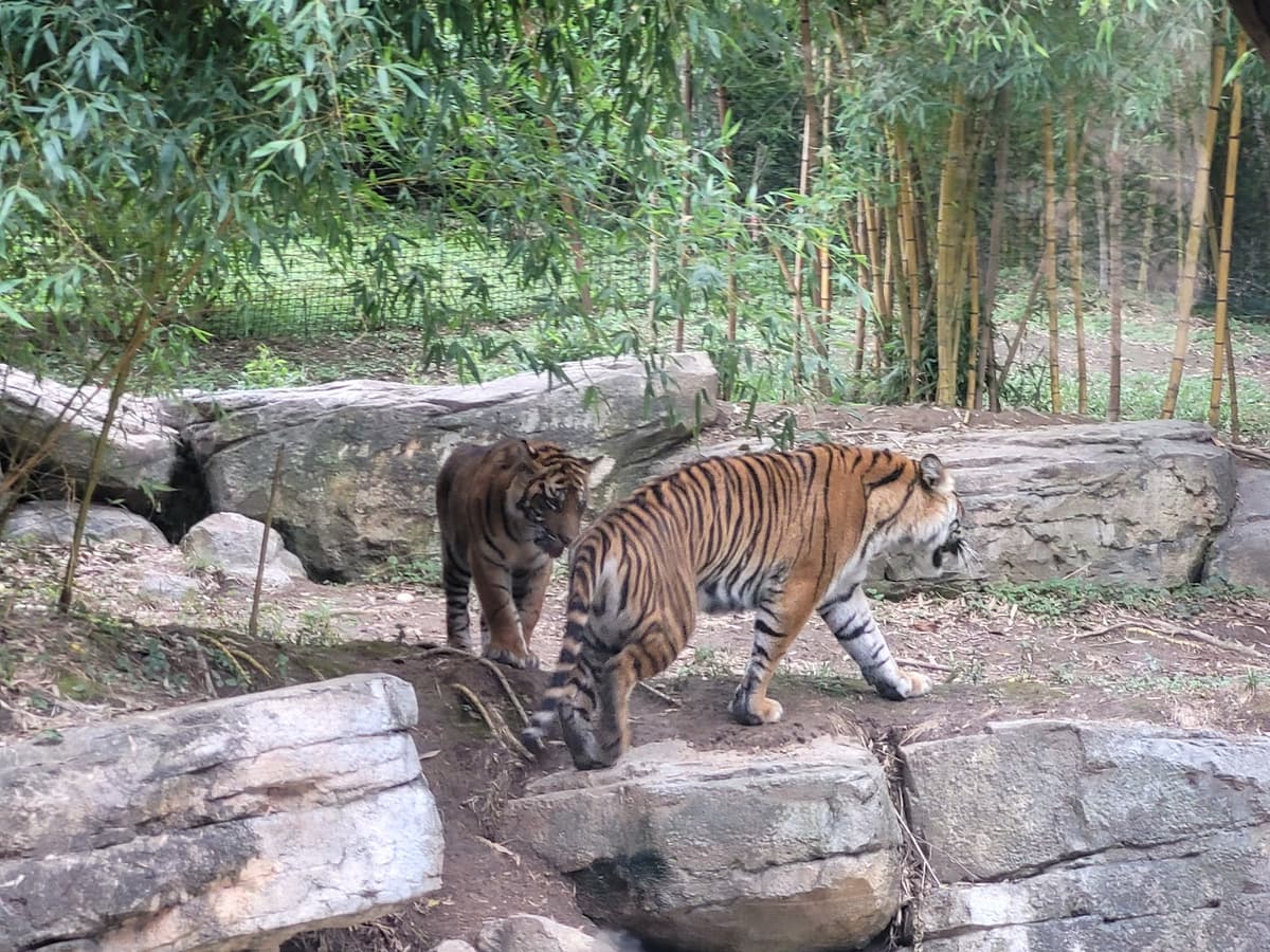 Tiger Crossroads — photo 1 of 1