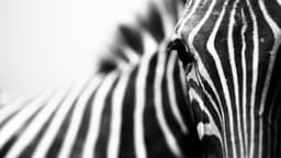 Marjorie McNeely Conservatory