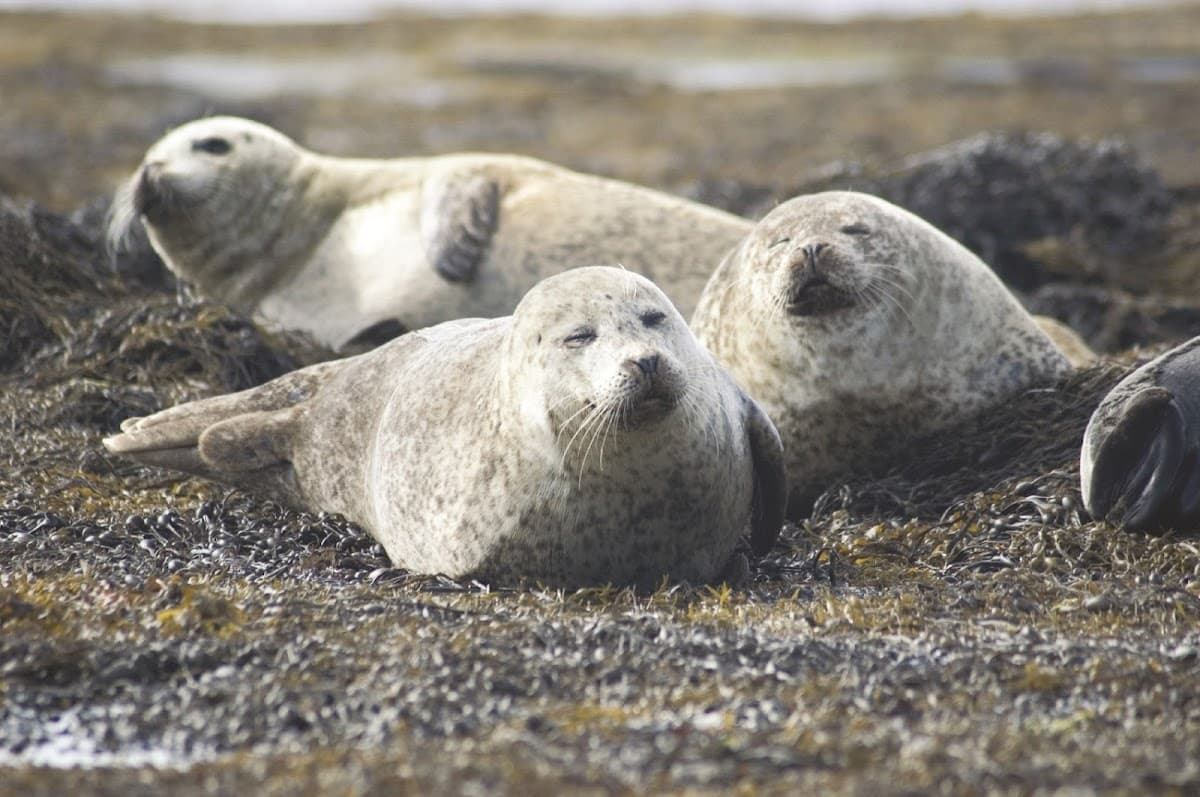 Sea Princess Cruises