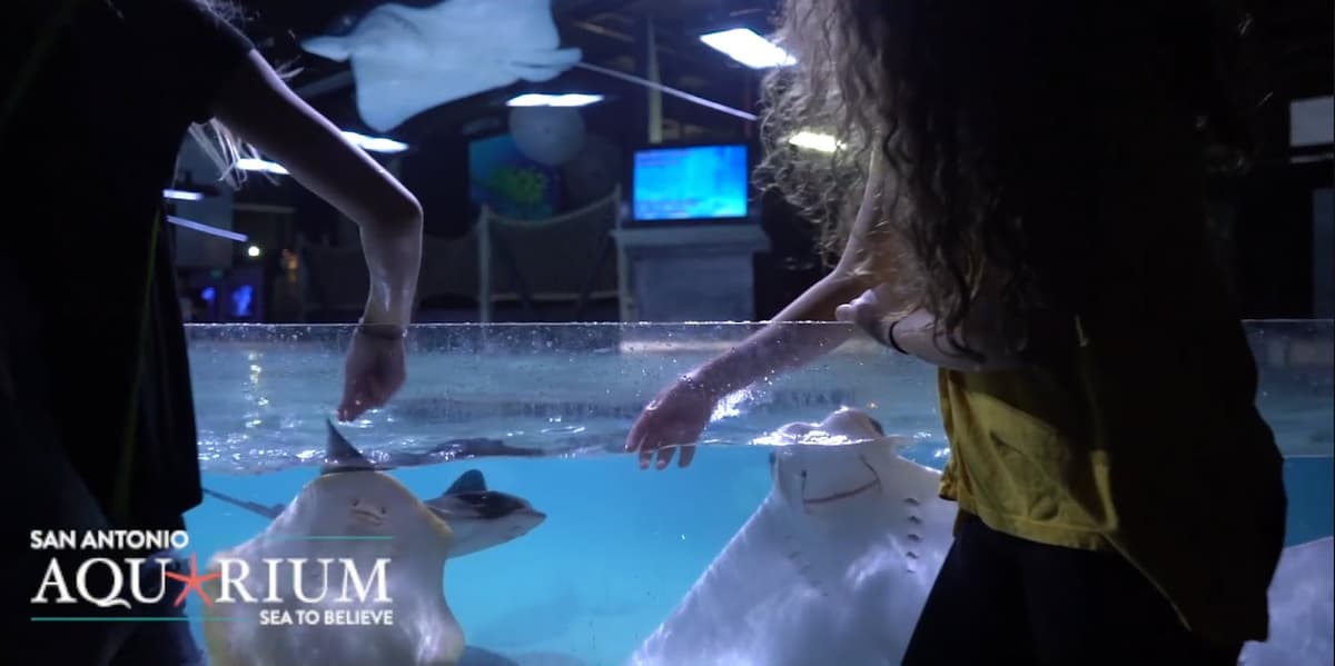 San Antonio Aquarium — photo 1 of 2