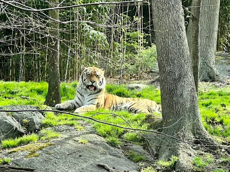 Tiger Mountain at Bronx Zoo — photo 1 of 1