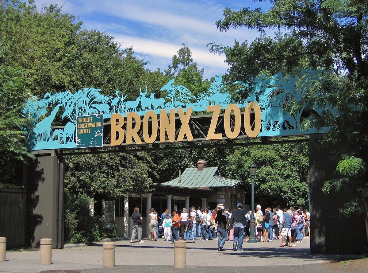 Tiger Mountain at Bronx Zoo