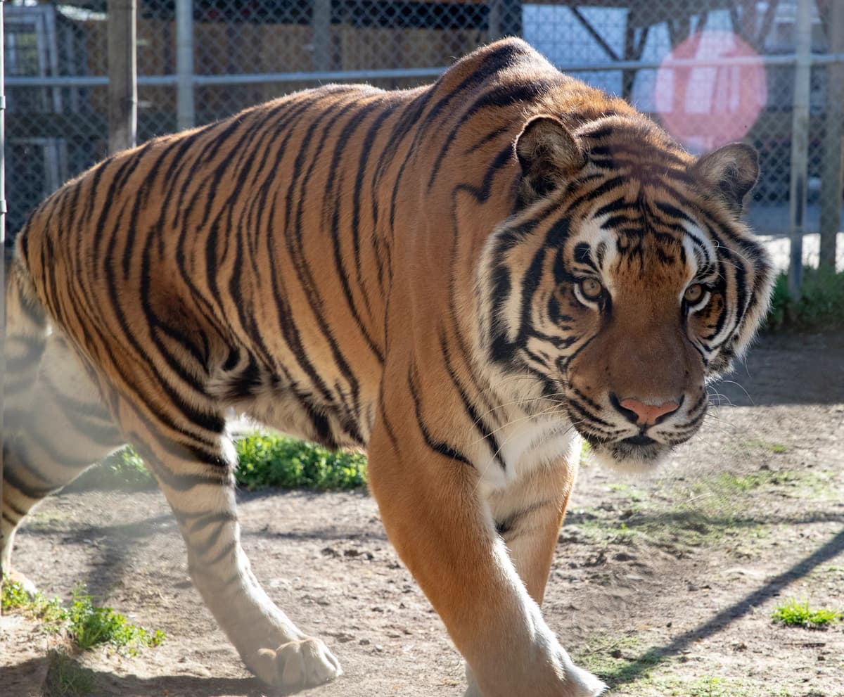 Little Ponderosa Zoo and Rescue