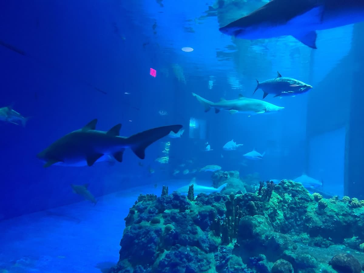 Discovery Point San Antonio — photo 1 of 1