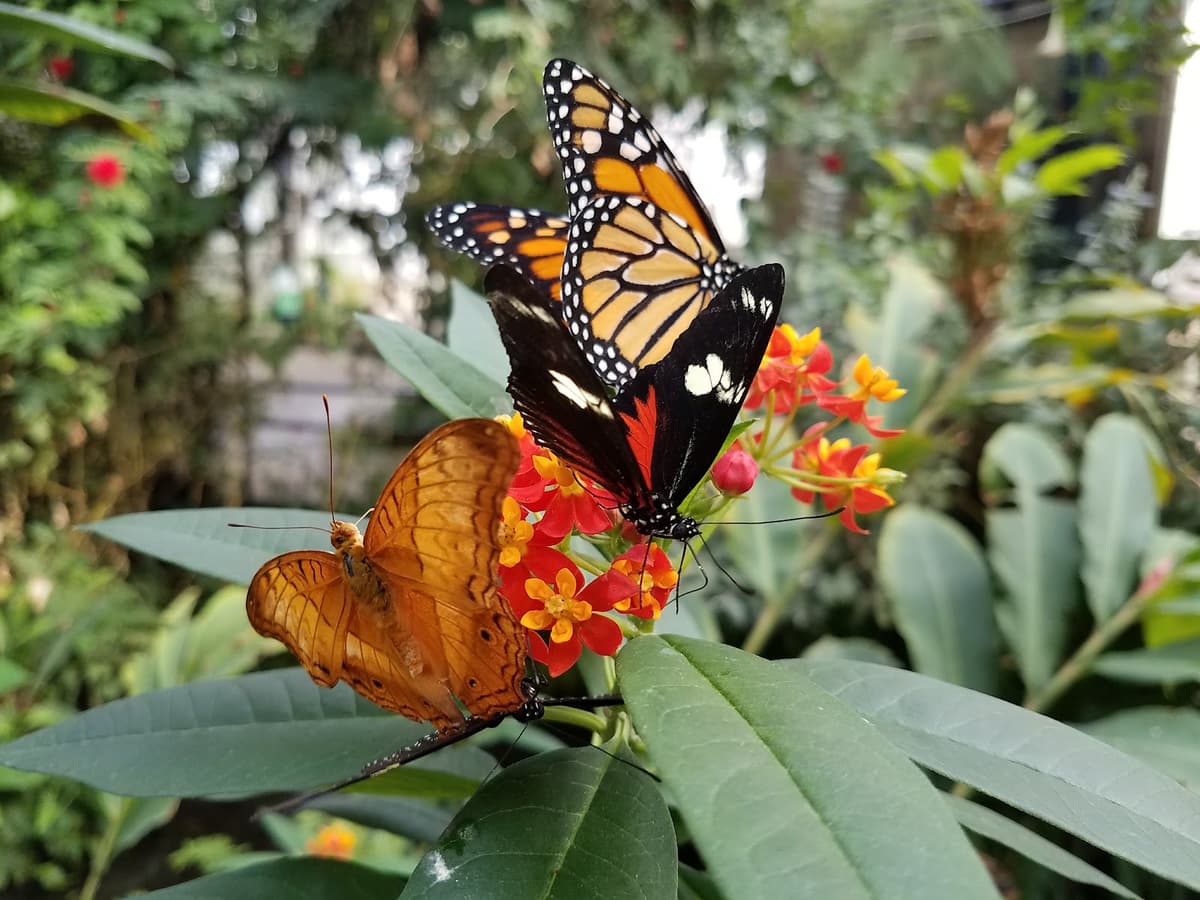 Butterfly Pavilion — photo 1 of 1