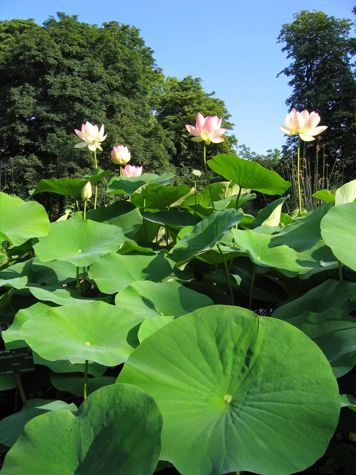 Jardin des Plantes Greenhouses
