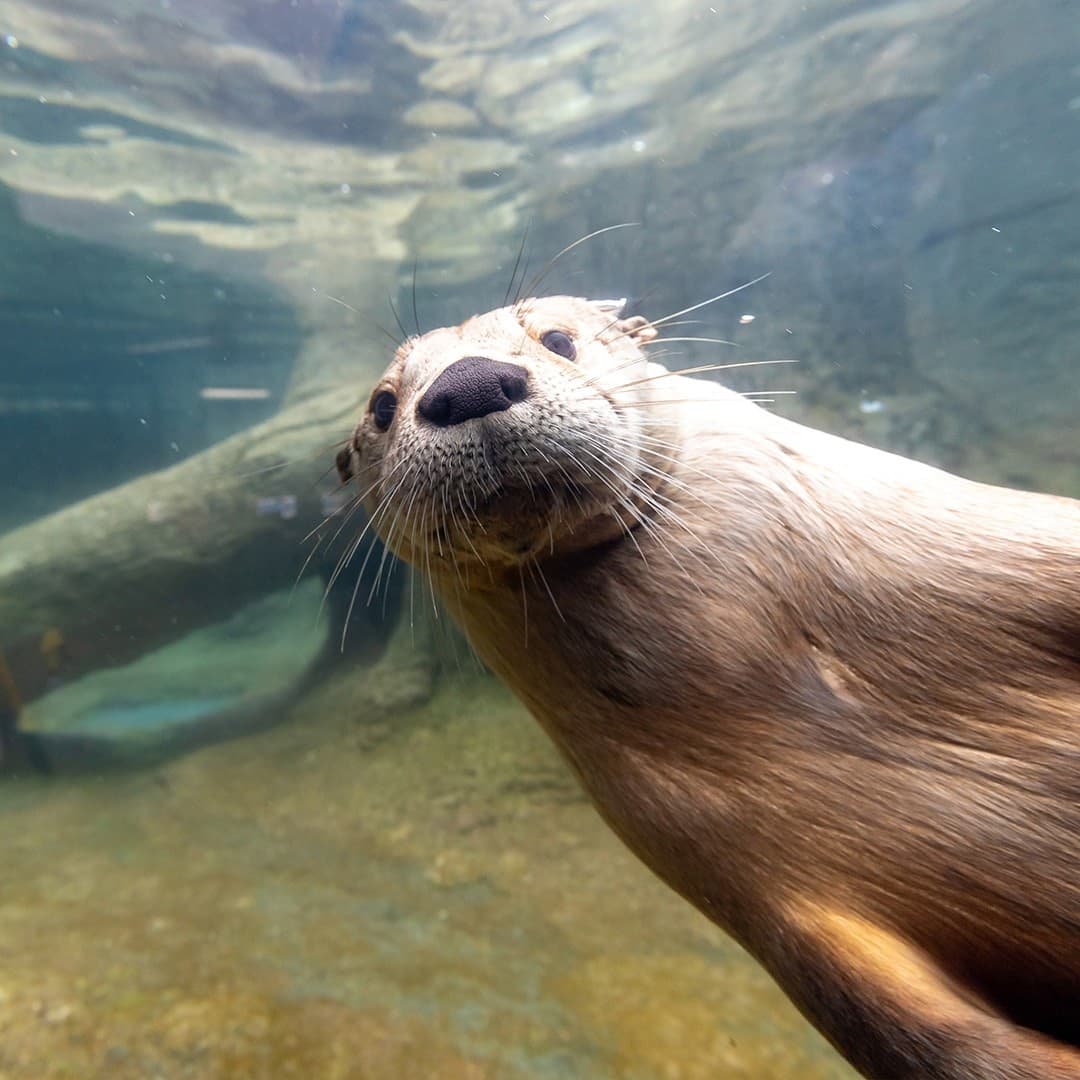 Texas State Aquarium