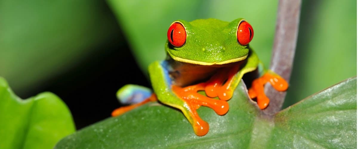 Greenway Nature Tours