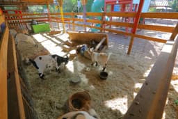 HorsePower for Kids & Animal Sanctuary