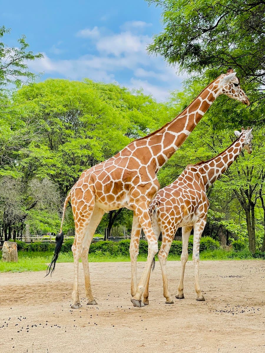 Brookfield Zoo — photo 1 of 1