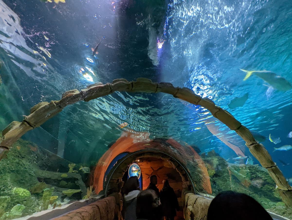 SEA LIFE Kansas City Aquarium — photo 1 of 1