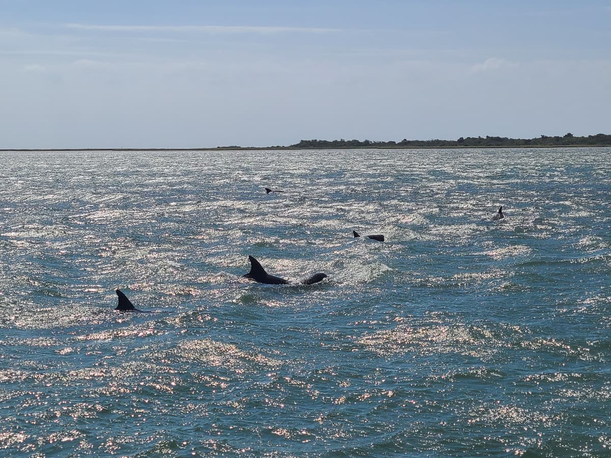 Nags Head Dolphin Watch — photo 1 of 1
