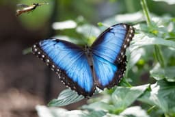 Cockrell Butterfly Center