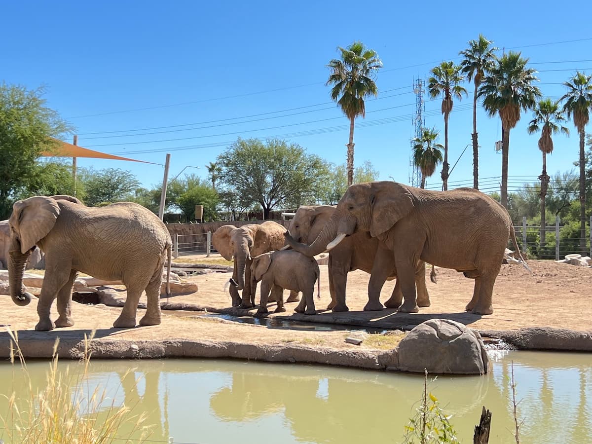 Reid Park Zoo — photo 1 of 1