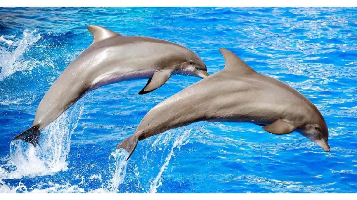 Dolphin & Nature Tour — photo 1 of 6