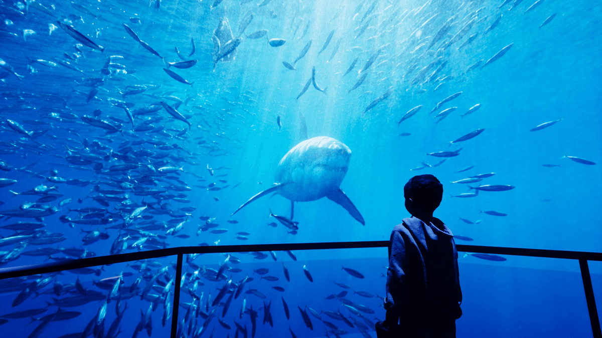 XPERIA: Smoky Mountains — photo 1 of 1