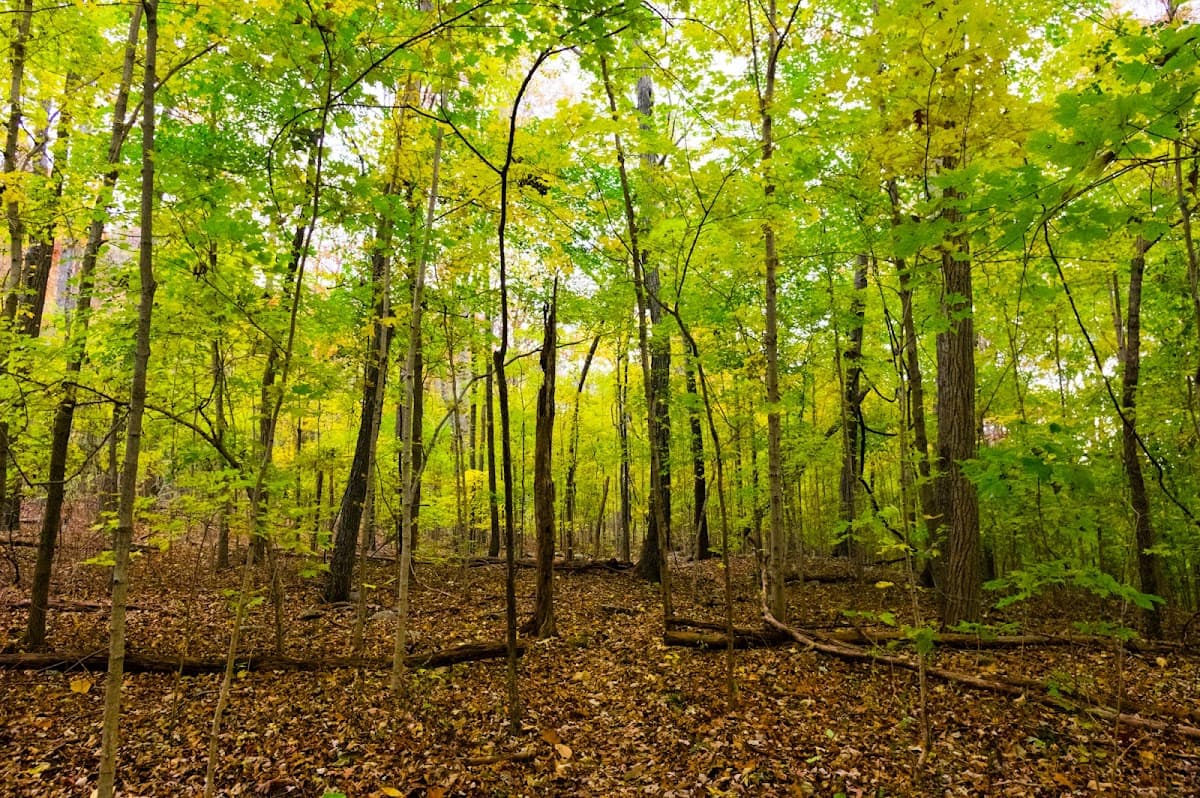 Monte Sano Nature Preserve (Bankhead Trailhead)