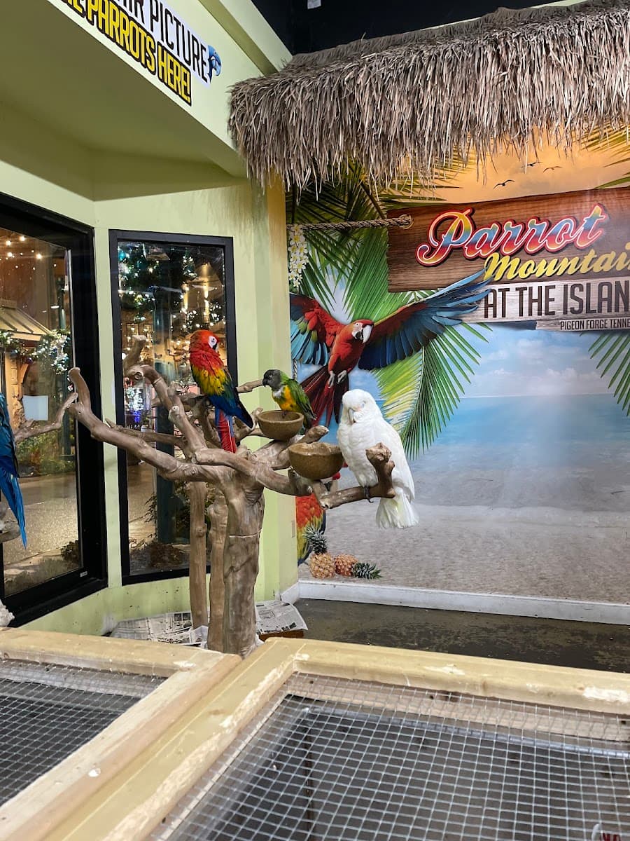 Parrot Mountain at the Island