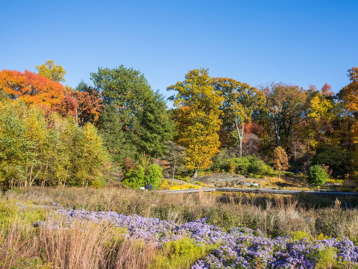 Native Plant Garden, NYBG — photo 1 of 2