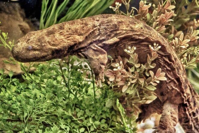 Friends of Western North Carolina Nature Center