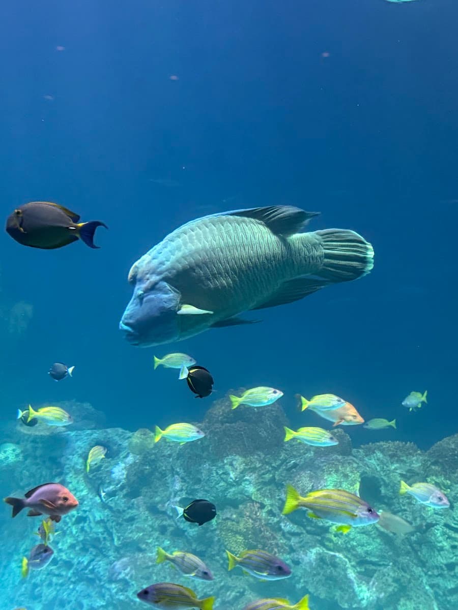 Sobela Ocean Aquarium — photo 1 of 1