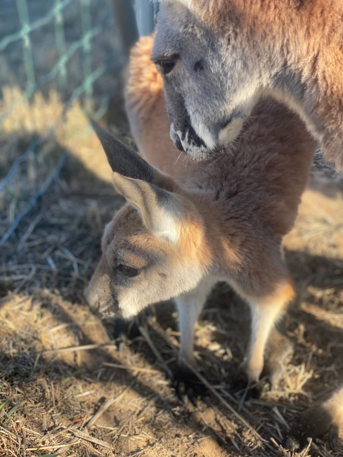 Kangaroo Ranch