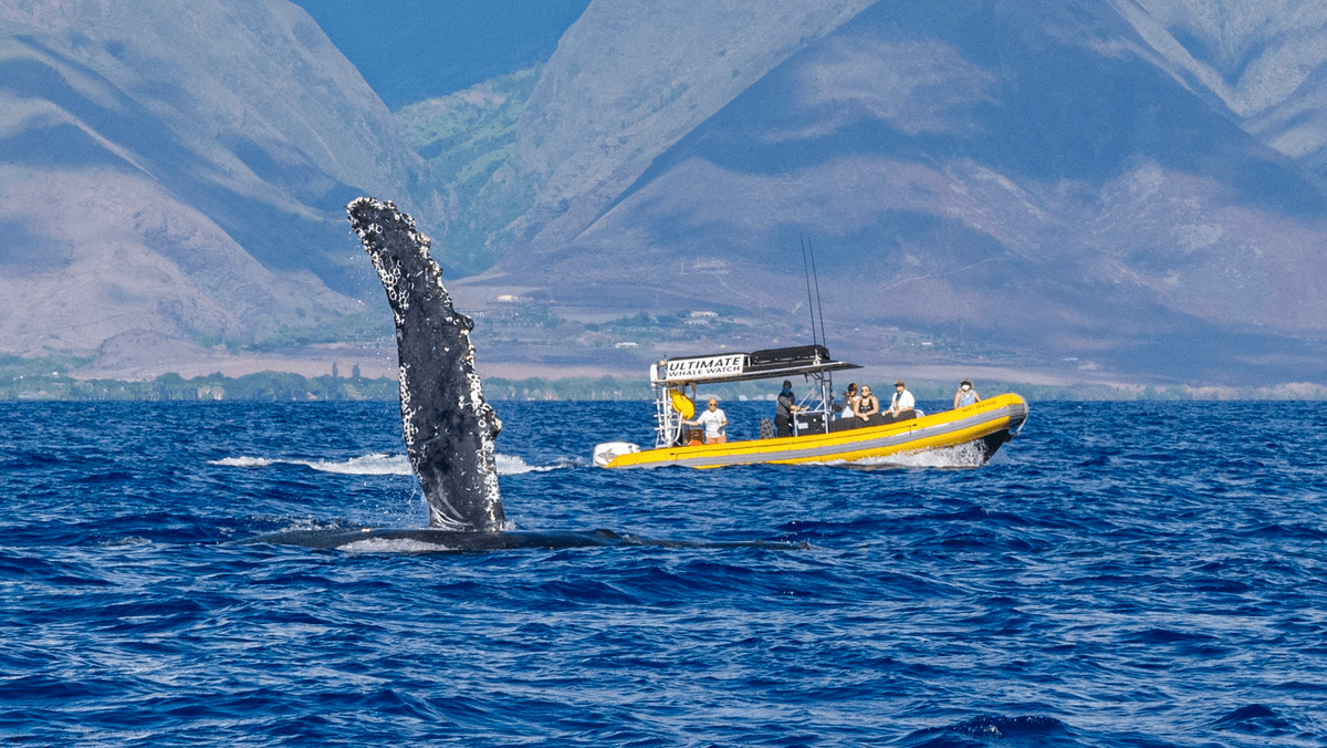 Ultimate Whale Watch & Snorkel