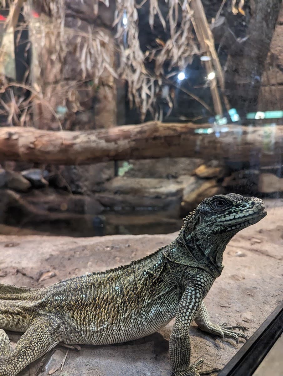 Reptile and Amphibian House — photo 1 of 1