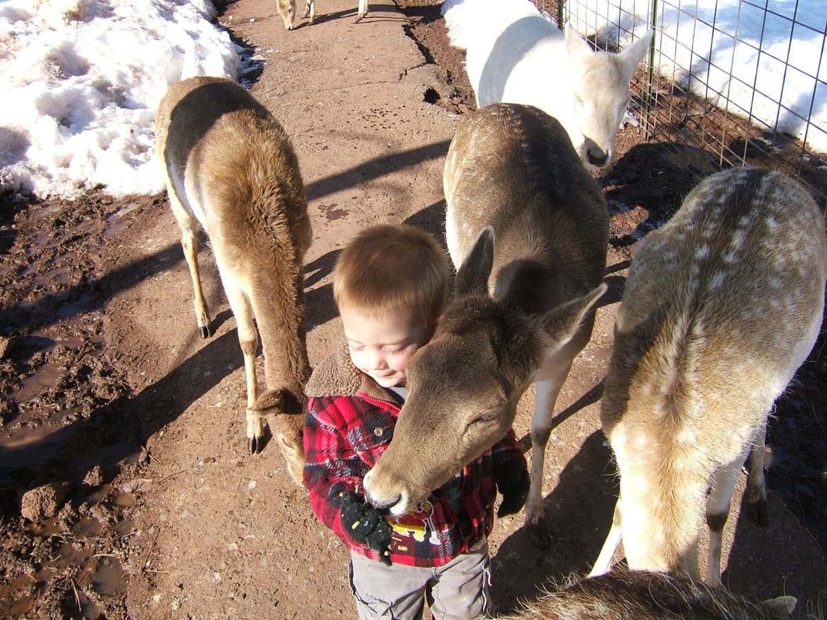 Grand Canyon Deer Farm