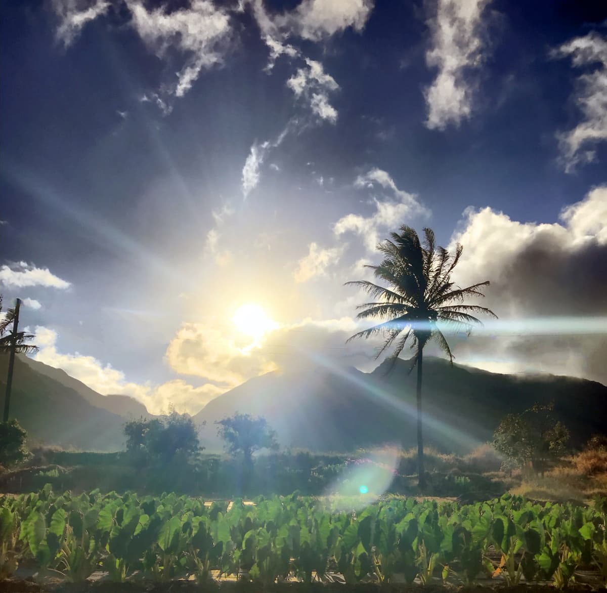 Maui Tropical Plantation