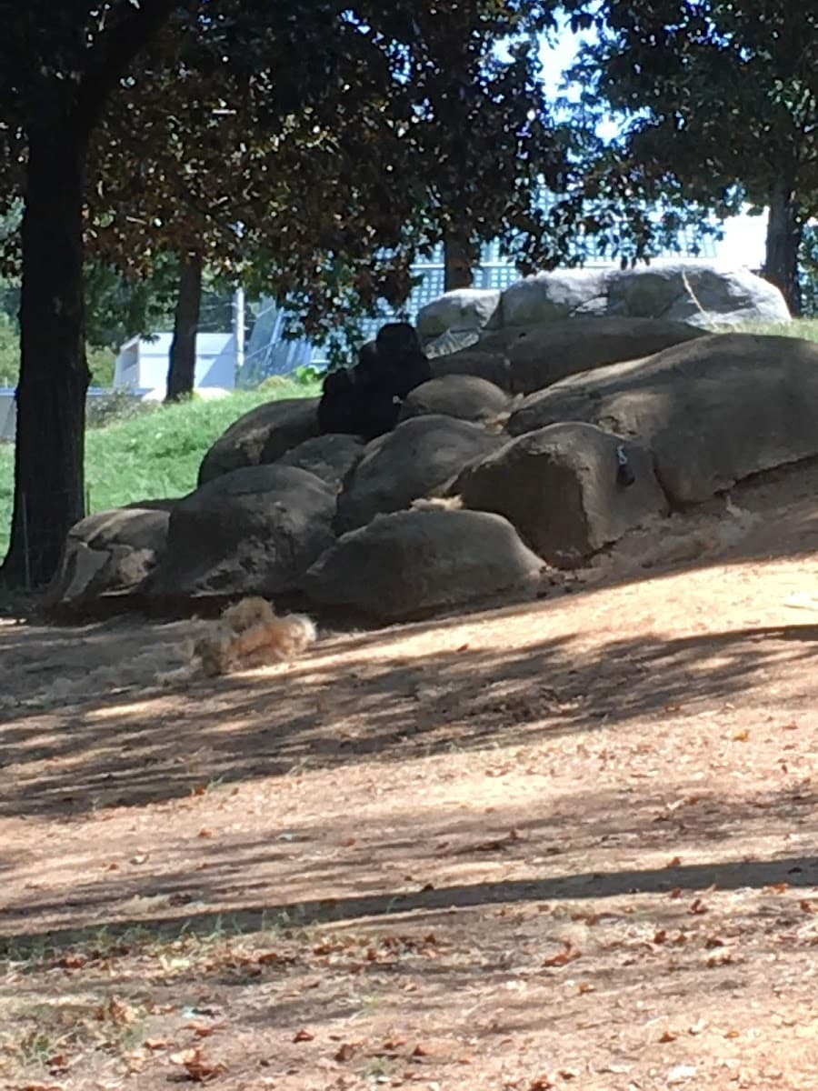Kids Playground at Zoo Atlanta
