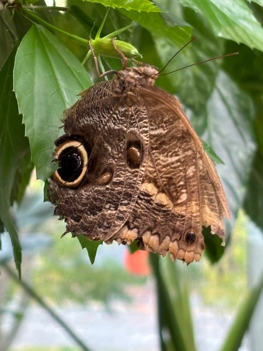 Tropical Butterfly House — photo 1 of 1