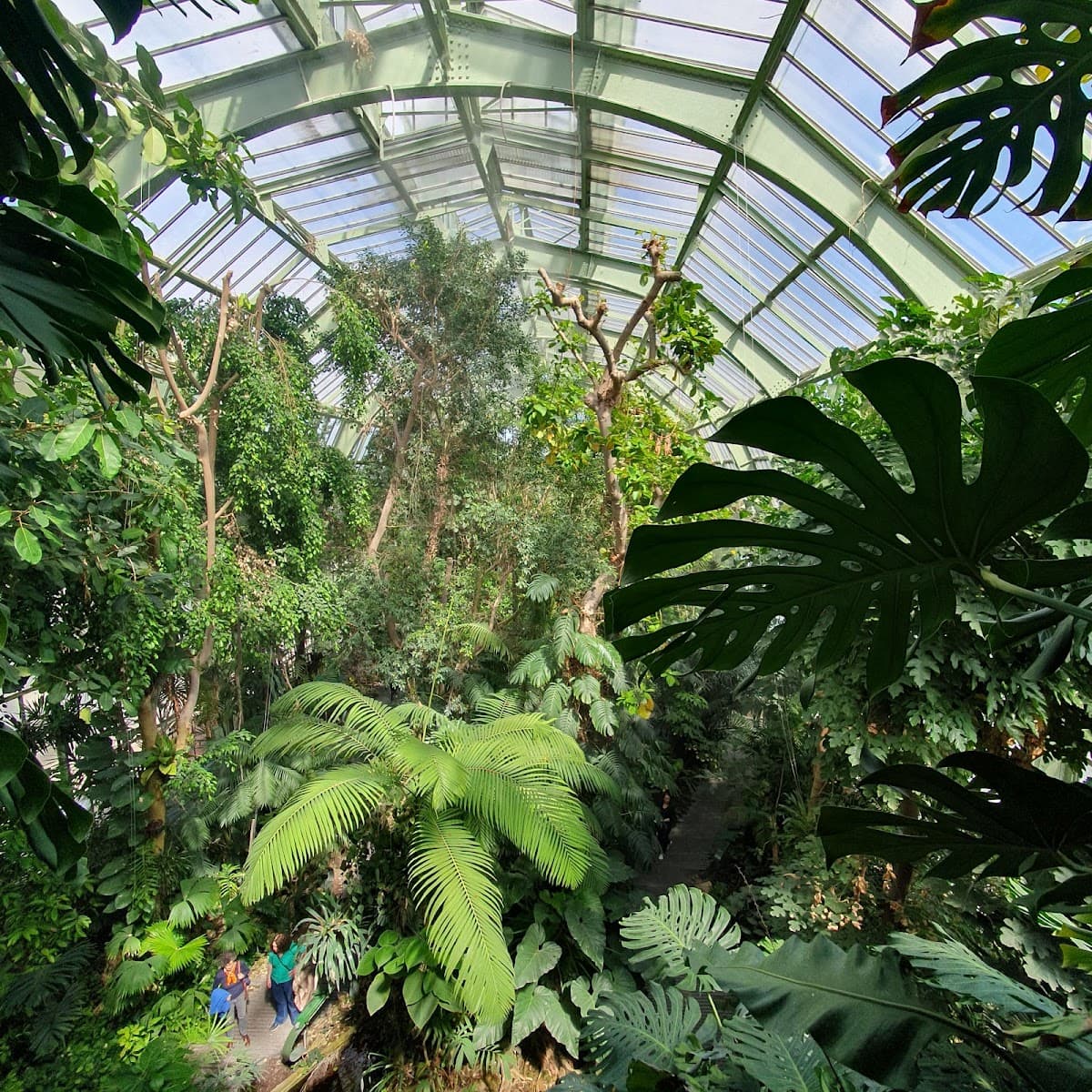 Serre des forêts tropicales humides