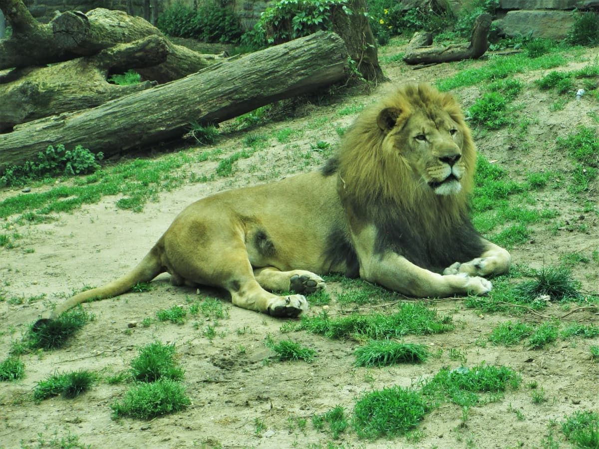 Big Cat Falls — photo 1 of 1