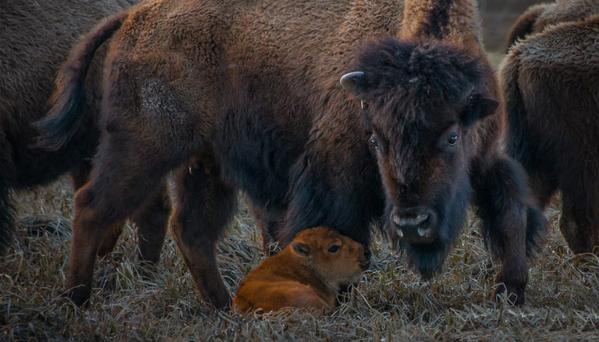West Yellowstone Visitor Information Center & Chamber of Commerce