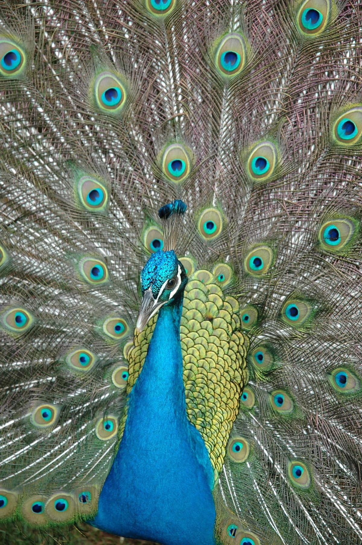Spirit Of Aloha Oceanfront Botanical Gardens