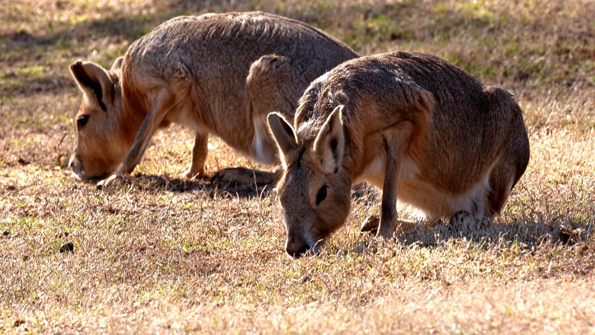 TGR Exotics Wildlife Park